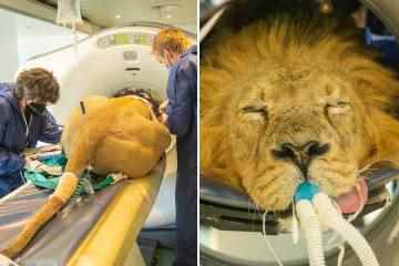 Lion wird im Londoner Zoo dem ersten CAT-Scanner unterzogen, der für eine Großkatze hergestellt wurde