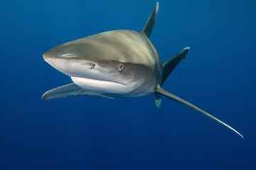 Hai hinter zwei tödlichen Angriffen auf Schwimmer war „sexverrückt“, sagen Experten
