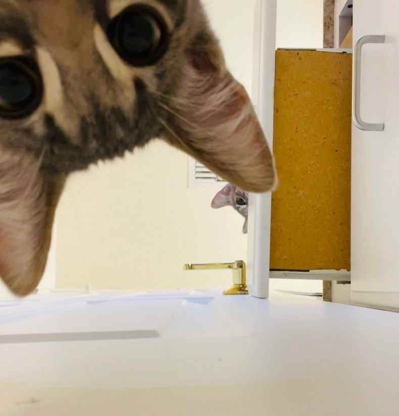 Kätzchen schließen sich im Badezimmer ein