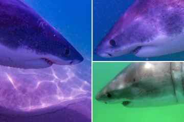 Horrorbilder zeigen VIER große weiße Haie, die in 2 Tagen vor der US-Küste gesichtet wurden