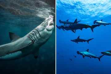 Haie sind „größer als je zuvor“, wie Wissenschaftler „Mega-Bestien“ finden, die in Rudeln jagen