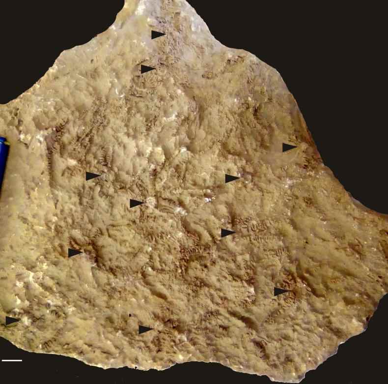 Ausichicrinites zelenskyyi-Fossil, benannt nach Zelensky