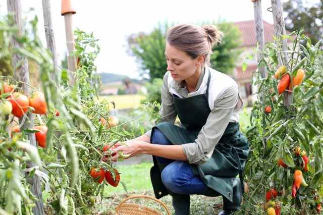 Frau im Küchengarten Tomaten pflücken