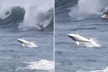 Horrormoment Ein 2,40 m großer Hai springt nach einer Reihe von Angriffen vor Surfer