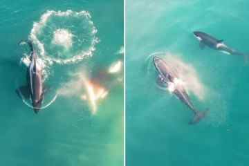 Das erschreckende Video zeigt ein Rudel Orca-Wale, die den Weißen Hai zerreißen