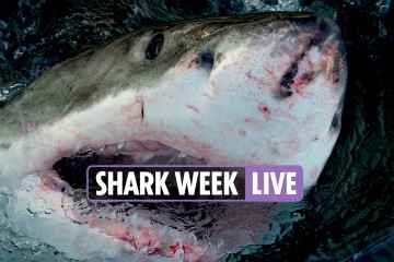 Das Special Great White Shark wird heute Abend ausgestrahlt – sehen Sie sich den vollständigen Discovery-Zeitplan an