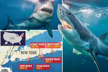 Der gefährlichste Ort für Haiangriffe, an dem Sie NIEMALS schwimmen sollten, wurde aufgedeckt