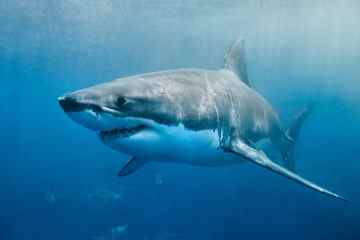 Fünf „Weiße Haie“ wurden innerhalb von nur STUNDEN nach einer Flut von Verstümmelungen gesichtet