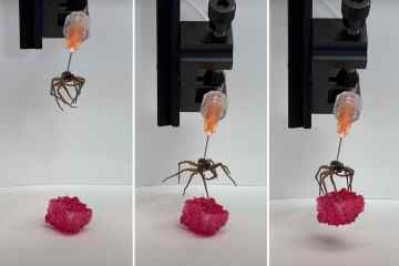 Horror nach Zombie-Spinnenroboter werden aus toten Spinnentierkörpern hergestellt