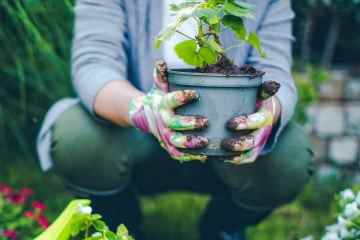 Ich bin ein Gartenexperte – mein einfacher Test, um zu wissen, ob Ihre Pflanzen gegossen werden müssen