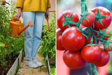 Ich bin ein professioneller Gärtner – wie oft Tomaten gießen und die beste Zeit dafür