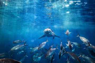 7 Hai-Mysterien von der Anzahl der Arten im Ozean bis hin zum RIECHEN von Beutetieren durch Bestien