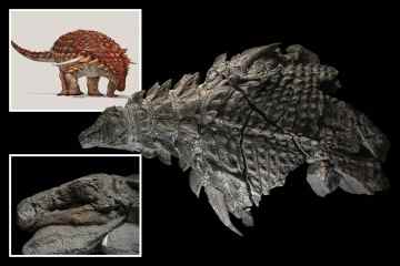 Riesige „Dinosaurier-Mumie“ mit einem Gewicht von 1,4 Tonnen ist „am besten erhaltener Dino der Welt“