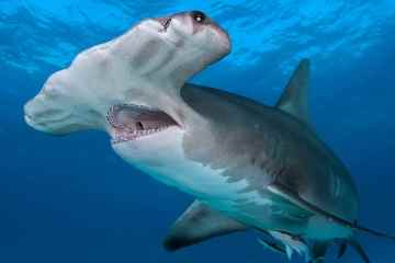 Das Horrorvideo zeigt ein riesiges 1.300 Pfund schweres Kannibalen-Hammerhaitier, das einen 6-Fuß-Hai frisst