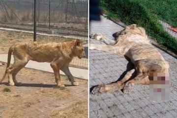 Löwen müssen im Zoo, in dem „Hunderte tote Großkatzen gefunden wurden“, ihre eigenen SCHWÄNZE fressen