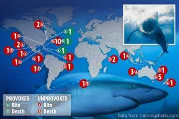 Hai-Angriffskarte zeigt 6 Tote und 33 Verstümmelte, als Experte eine erschreckende Warnung ausgibt