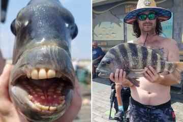 Der Angler erlebte eine Rollenüberraschung, nachdem er einen Fisch mit menschenähnlichen Zähnen gefangen hatte