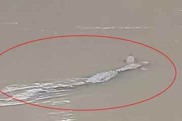 Schrecklicher Moment: Ein riesiges Krokodil schleppt den Körper eines Mannes den Fluss entlang, nachdem es das Opfer misshandelt hat