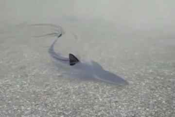 Warnung, nachdem ein Hai in der Nähe eines beliebten britischen Strandes gesichtet wurde