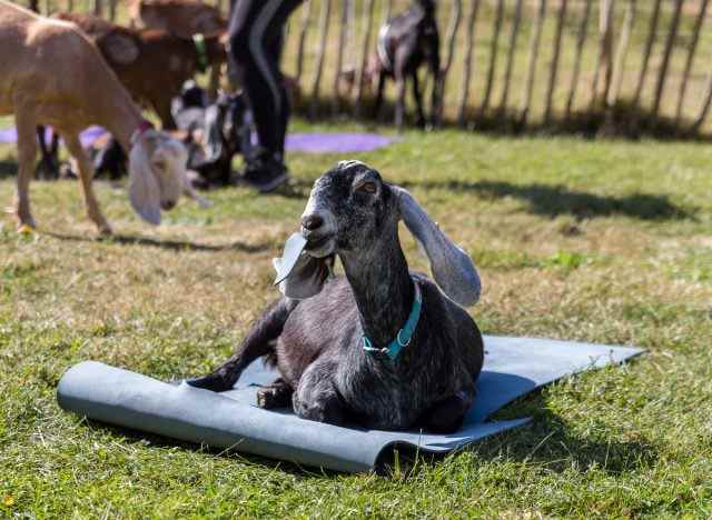 Ziege auf Yogamatte für Ziegen-Yoga