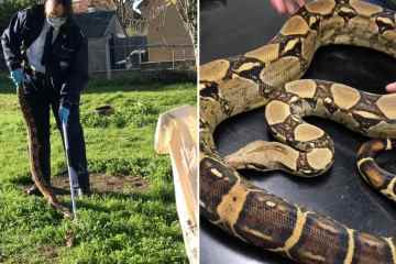 Moment entflohene 6-Fuß-Boa Constrictor wird entdeckt, wie sie durch den Garten der Familie gleitet