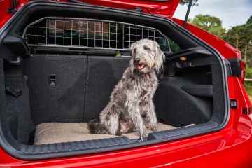 Sie könnten mit einer Geldstrafe von 5.000 £ belegt werden, wenn Sie Ihren Hund nicht ordnungsgemäß transportieren
