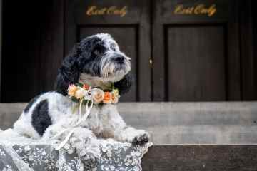 Hundebesitzer geben bekannt, dass sie ihre HAUSTIERE bei ihrer Hochzeit haben wollen