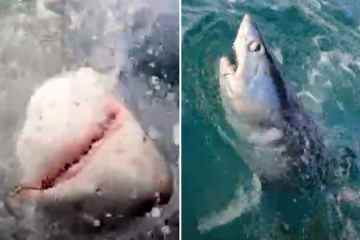 Beobachten Sie, wie ein riesiger 7-Fuß-Hai vor der britischen Küste gefangen wird - SNAPPING Fisherman's Rod