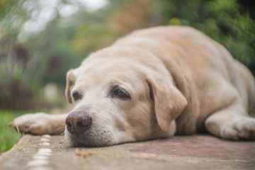 Ich bin Tierärztin – der Grund, warum Hunde Leckereien im Garten vergraben, wird Ihnen das Herz brechen 