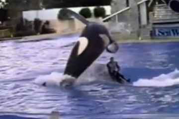 „Eifersüchtiger“ männlicher Orca-Trainer reitet Weibchen mit Bodyslams und lässt ihn gelähmt zurück