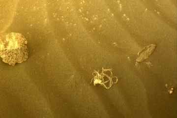 Die Nasa erklärt den WAHREN Ursprung des auf dem Mars entdeckten „seltsamen Spaghetti-Monsters“.