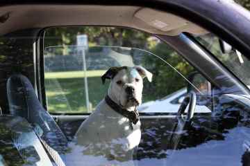 Fünf Möglichkeiten, wie das Fahren mit Ihrem Hund fast 2.000 £ Schaden verursachen kann