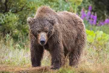 Ältere Rucksacktouristin, 68, von Grizzlybär auf abgelegener Wanderung zerfleischt