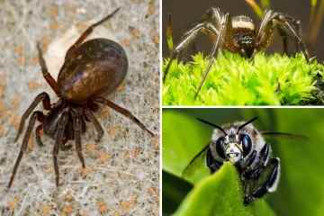 Britische Spinnen: Die 24 britischen Spinnen, die Sie am ehesten in Ihrem Haus finden werden