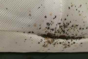 Warnung für Briten, die nach Spanien reisen, wegen der „Pest“ von Käfern, die sich an BLUT ernähren