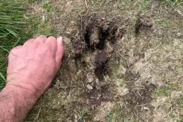Besucher des Snowdonia-Nationalparks haben von Großkatzen-Sichtungen berichtet