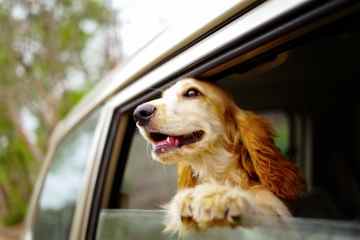 Sie könnten mit einer Geldstrafe von 5.000 £ belegt werden, wenn Ihr Hund aus dem Autofenster hängt
