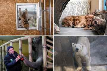 Gequälte Tiere, die in zerbombten Zoos gefangen sind, während Putins Metzger in die Ukraine einmarschieren