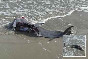 Horrorbilder zeigen die Folgen eines Hai-Angriffs auf einen Delphin, der fast zur HÄLFTE gerissen wurde