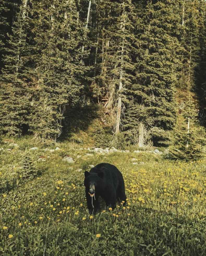 Schwarzbär in British Columbia. 