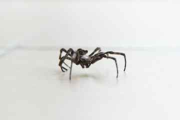 So werden Sie Spinnen in Ihrem Zuhause los