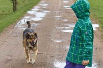 Dringende Warnung an Eltern, da Kinder unter 5 Jahren am stärksten gefährdet sind, von Hunden getötet zu werden