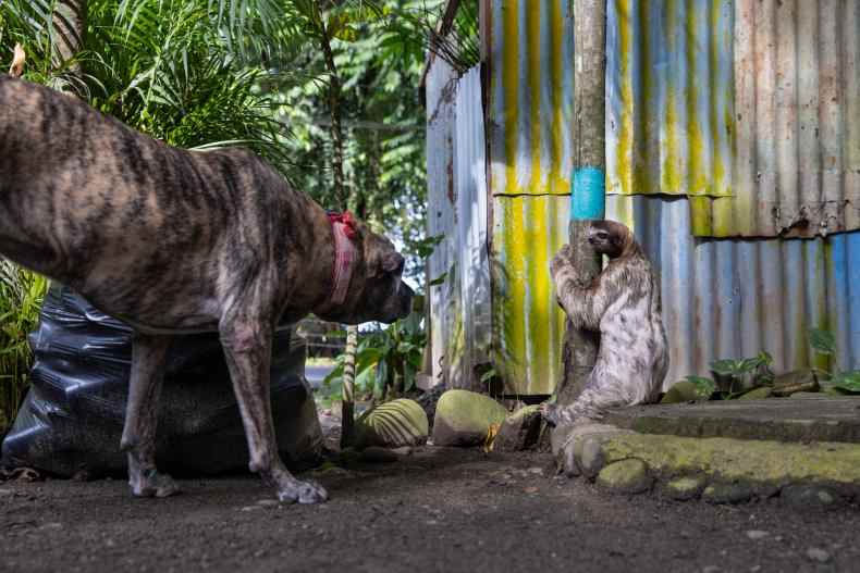 Begegnung zwischen Faultier und einem Hund