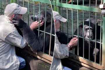 Der Tierarzt gibt dem weinenden Schimpansen Pipo einen letzten Abschiedskuss