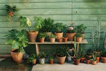 Sechs Tipps, um Ihre eigenen Zimmerpflanzen anzubauen und Geld zu sparen