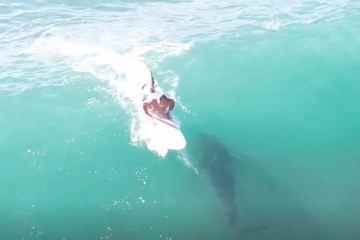 Sehen Sie sich den Horror-Moment an, wie ein riesiger 12-Fuß-Hai DIREKT UNTER einem ahnungslosen Surfer schwimmt