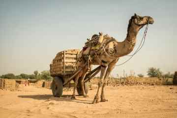 Kamele tragen Ziegel am „heißesten Arbeitsplatz der Welt“ mit Temperaturen von bis zu 50 °C