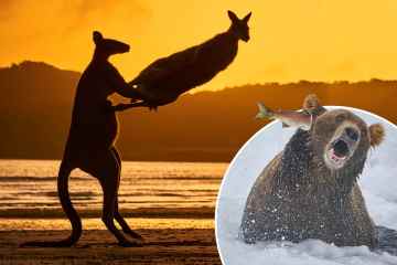 Wallaby dreht sich in urkomischen Beiträgen zu den Comedy Wildlife Photography Awards um seinen Kumpel herum