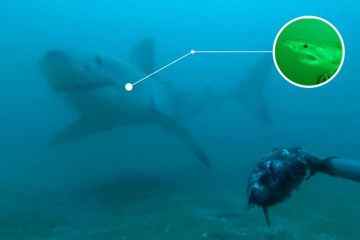 Der „härteste“ Hai der Welt wurde nach einem Spießrutenlauf durch das Orca-Jagdgebiet gezeichnet