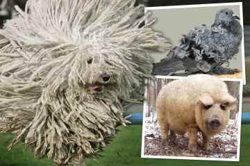 Die verrücktesten natürlichen Tierfrisuren - von Dreadlock-Hund bis lockiger Taube